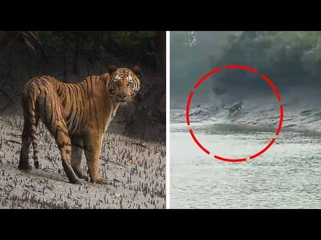 Bengal Tiger Sighting